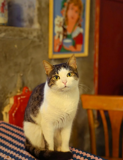 A white and gray cat sits on a patterned tablecloth, with a vintage portrait of a woman and a cat in the background, creating a cozy, nostalgic atmosphere.