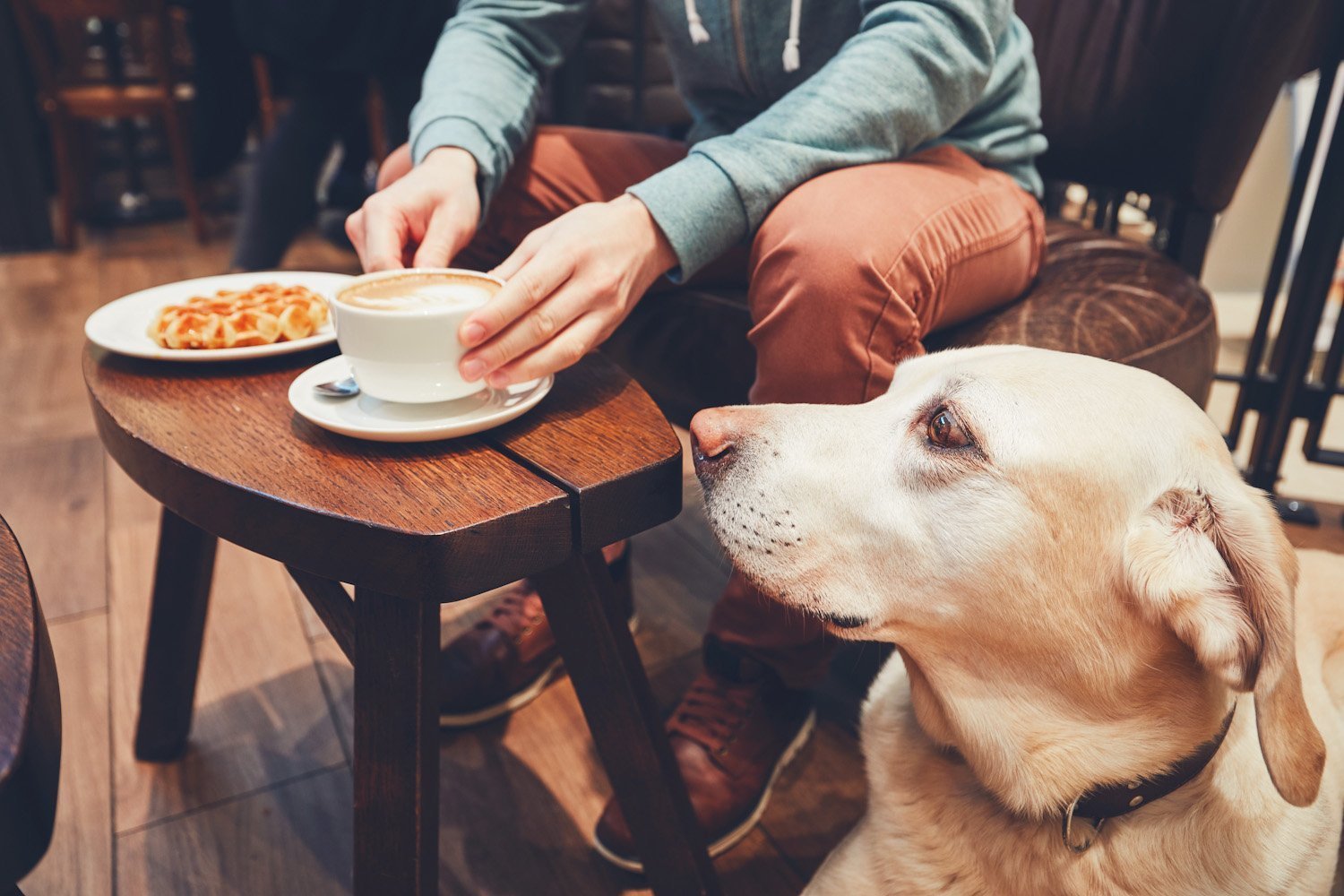 Dog-friendly-cafe