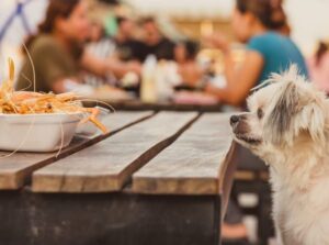 Dog Friendly Seafood Restaurants uk