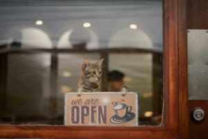 Cat behind a window with an "Open" sign in a warm cafe setting. Soft lighting, wooden frame, and a cozy, inviting atmosphere.