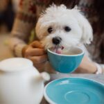 Find the Best Dog cafés near me in London | Best Cafes UK