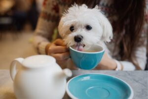 15 Best Cafés for Dog Lovers in London