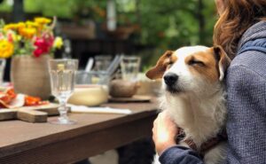 Dog Friendly Restaurants Near Me